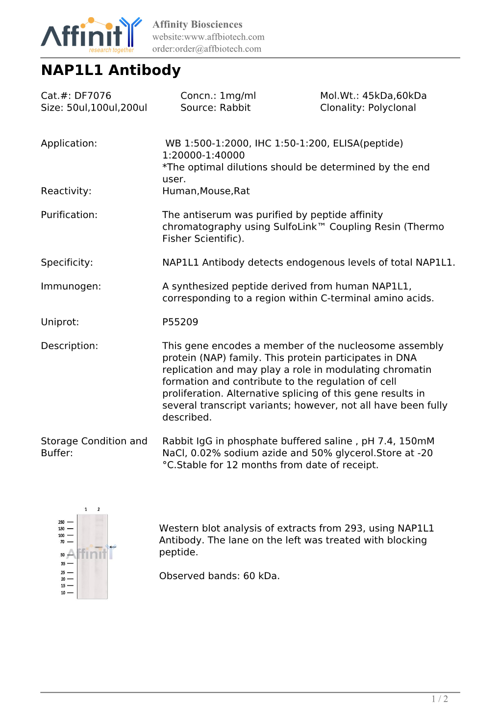 DF7076-NAP1L1 Antibody