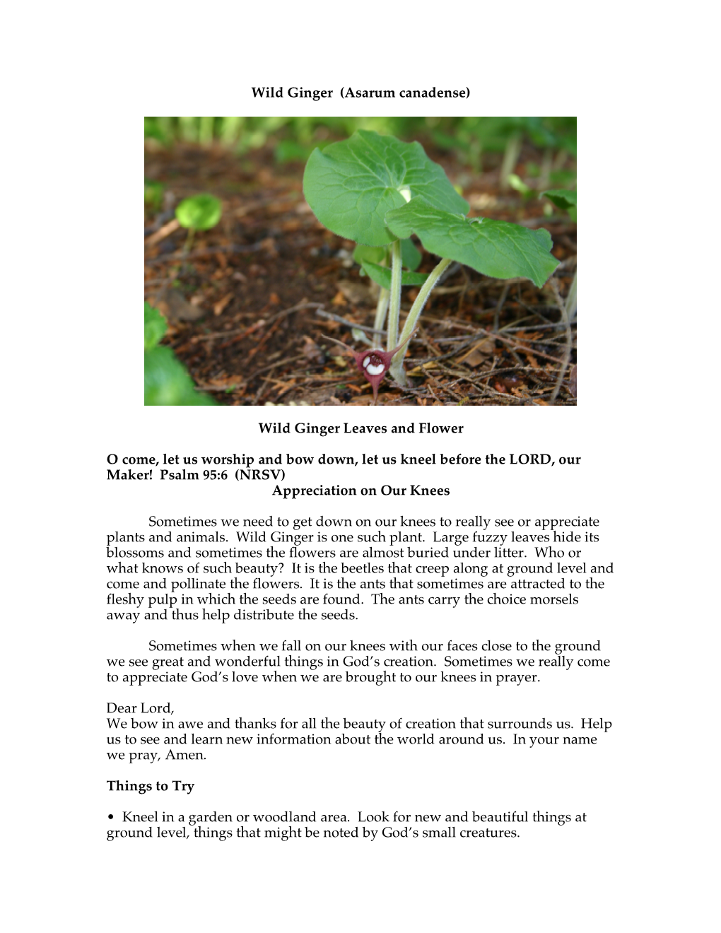 Wild Ginger (Asarum Canadense) Wild Ginger Leaves and Flower O Come