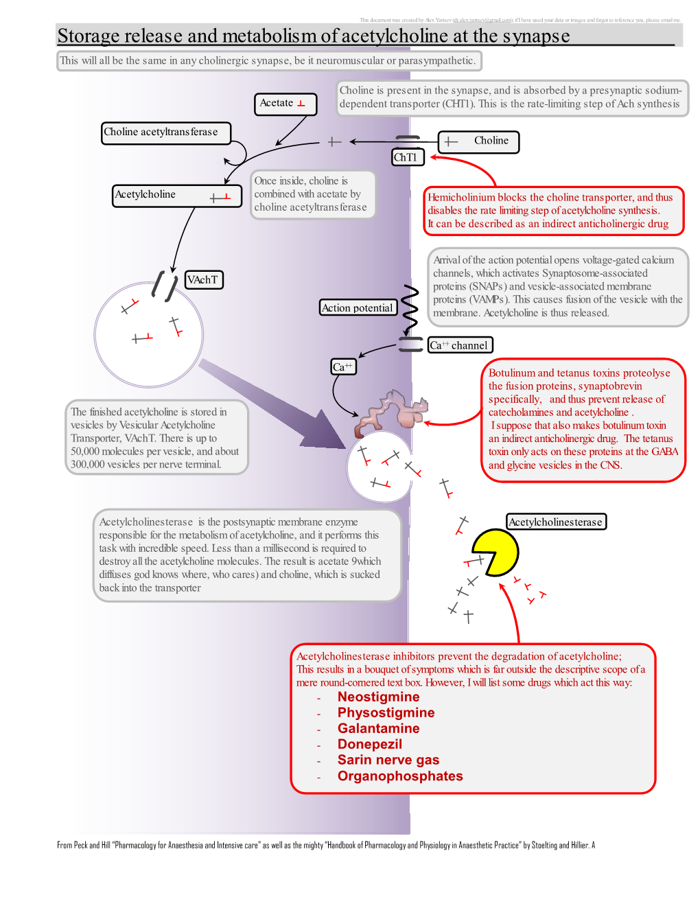 Storage Release and Metabolism of Acetylcholine at the Synapse This Will All Be the Same in Any Cholinergic Synapse, Be It Neuromuscular Or Parasympathetic