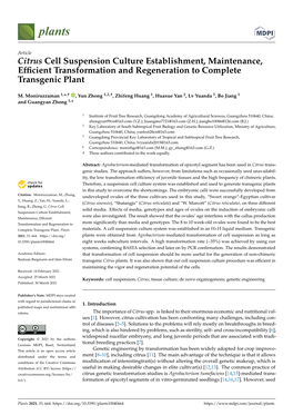 Citrus Cell Suspension Culture Establishment, Maintenance, Efﬁcient Transformation and Regeneration to Complete Transgenic Plant