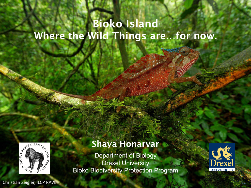 Bioko Island Where the Wild Things Are…For Now