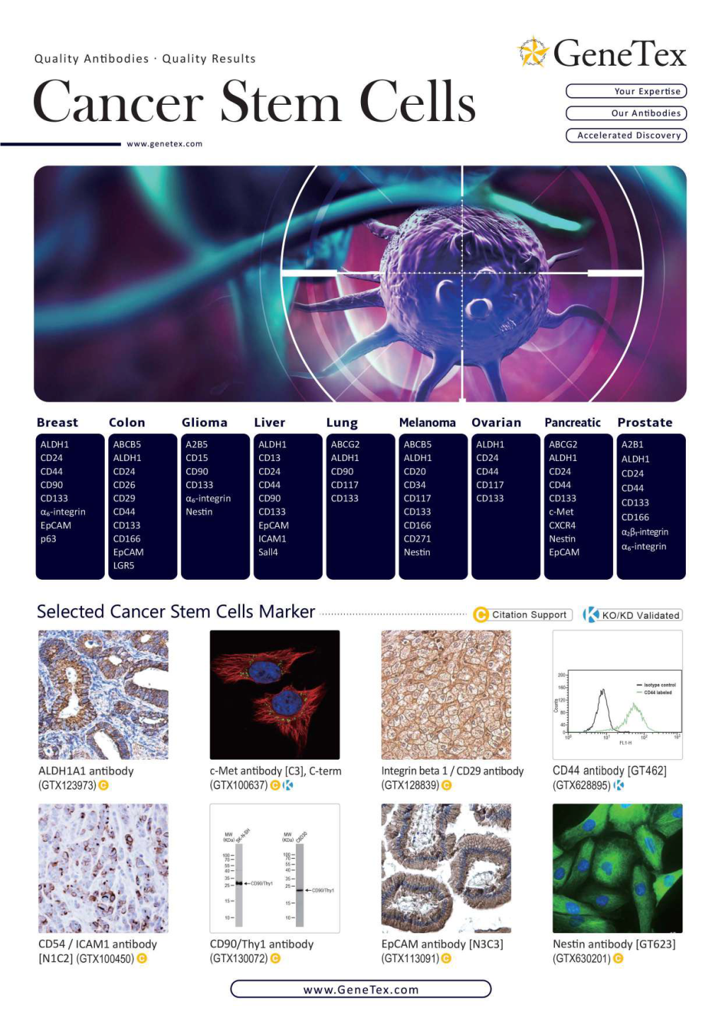 Cancer Stem Cells Our Antibodies) (Accelerated Discovery)