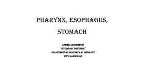 Pharynx, Esophagus, Stomach