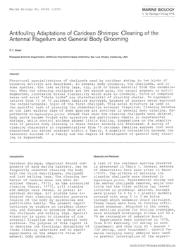 Antifouling Adaptations of Caridean Shrimps: Cleaning of the Antennal Flagellum and General Body Grooming