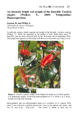 An Intensely Bright Red Nymph of the Katydid: Caedicia Simplex (Walker, F., 1869) Tettigoniidae: Phaneropterinae