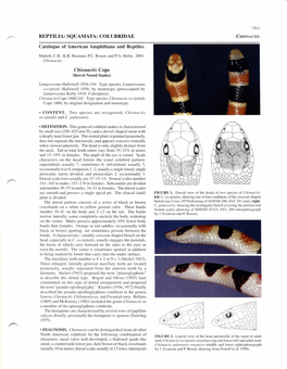 REPTILIA: SQUAMATA: COLUBRIDAE Chionactis Cope