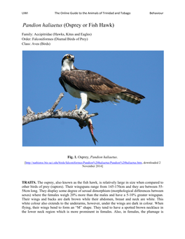 Pandion Haliaetus (Osprey Or Fish Hawk)