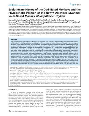 Snub-Nosed Monkey Rhinopithecus Strykeri