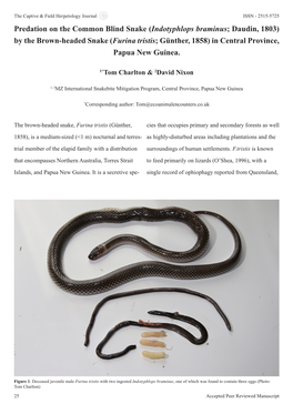 Indotyphlops Braminus; Daudin, 1803) by the Brown-Headed Snake (Furina Tristis; Günther, 1858) in Central Province, Papua New Guinea