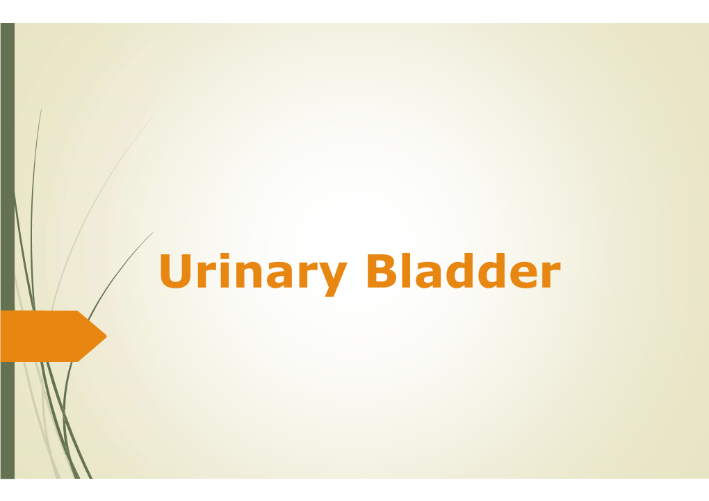Urinary Bladder Urinary Bladder the Urinary Bladder Is a Hollow Viscus with Strong Muscular Walls Which Acts As a Reservoir for Urine