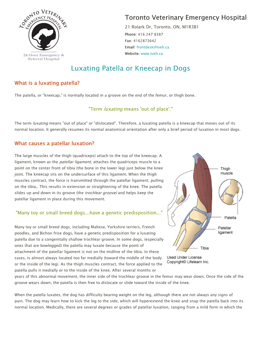 Luxating Patella Or Kneecap in Dogs