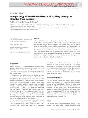 Morphology of Brachial Plexus and Axillary Artery in Bonobo (Pan Paniscus) Y