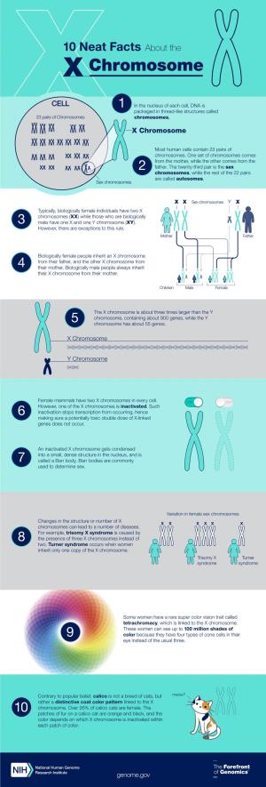 X Chromosome Fact Sheet