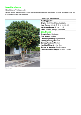 Harpullia Arborea (Cooktown Tulipwood) Size/Shape