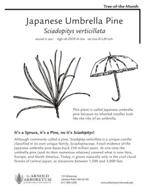 Japanese Umbrella Pine Sciadopitys Verticillata Sound It Out: Sigh-Uh-DOP-Ih-Tiss Ver-Tiss-Ill-LAY-Tuh