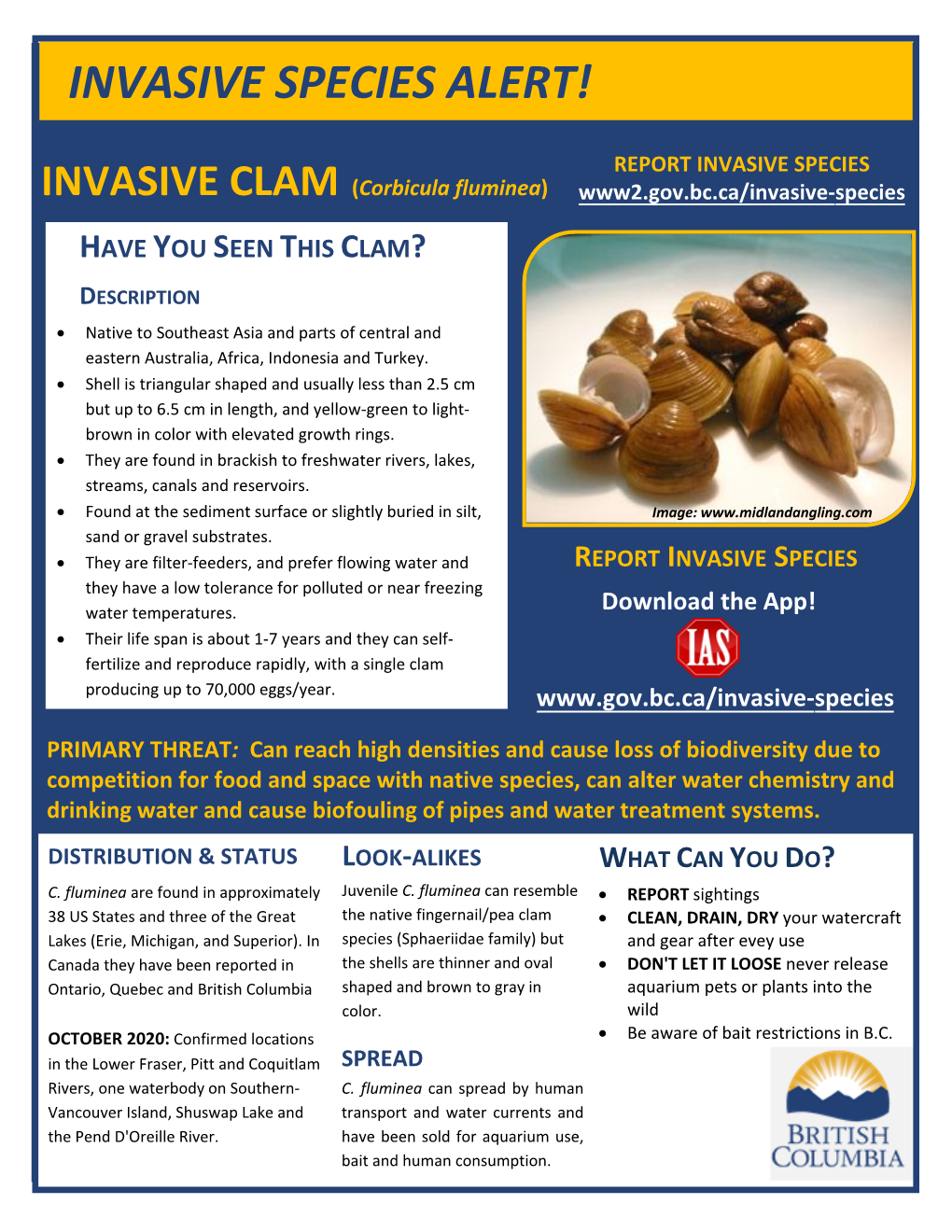 Asian Clam Invasive Species Alert