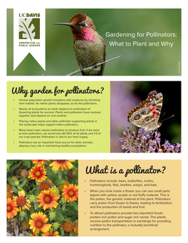 Why Plant for Pollinators?