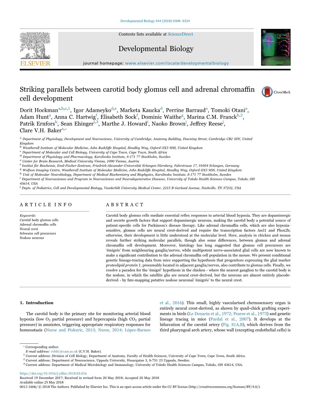 Striking Parallels Between Carotid Body Glomus Cell and Adrenal Chroma N MARK Cell Development