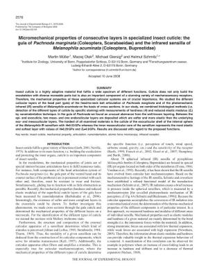 Micromechanical Properties of Consecutive Layers in Specialized