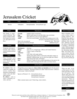 Jerusalem Cricket Class Order Family Species