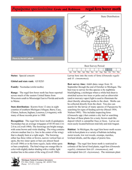 Papaipema Speciosissima Grote and Robinson Regal Regalfern Fern Borer Borer Moth Moth, Page 1