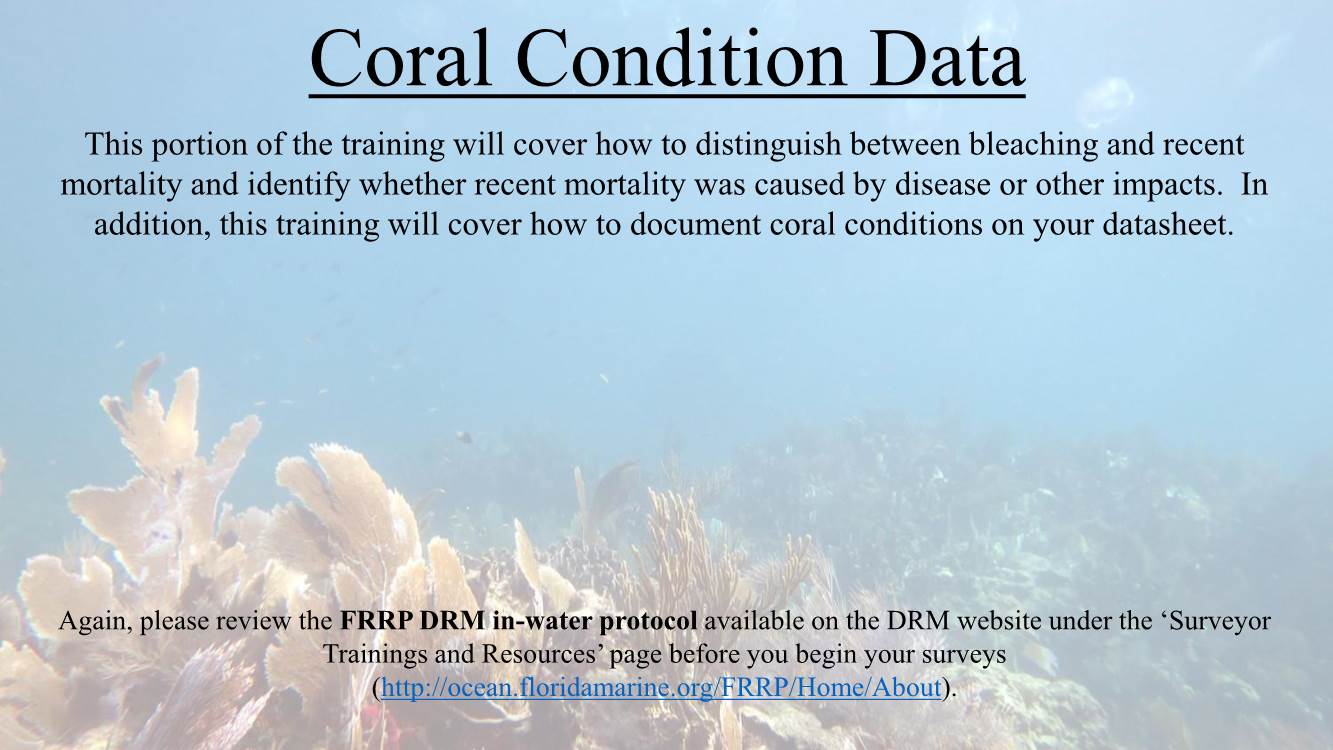 Coral Condition Training