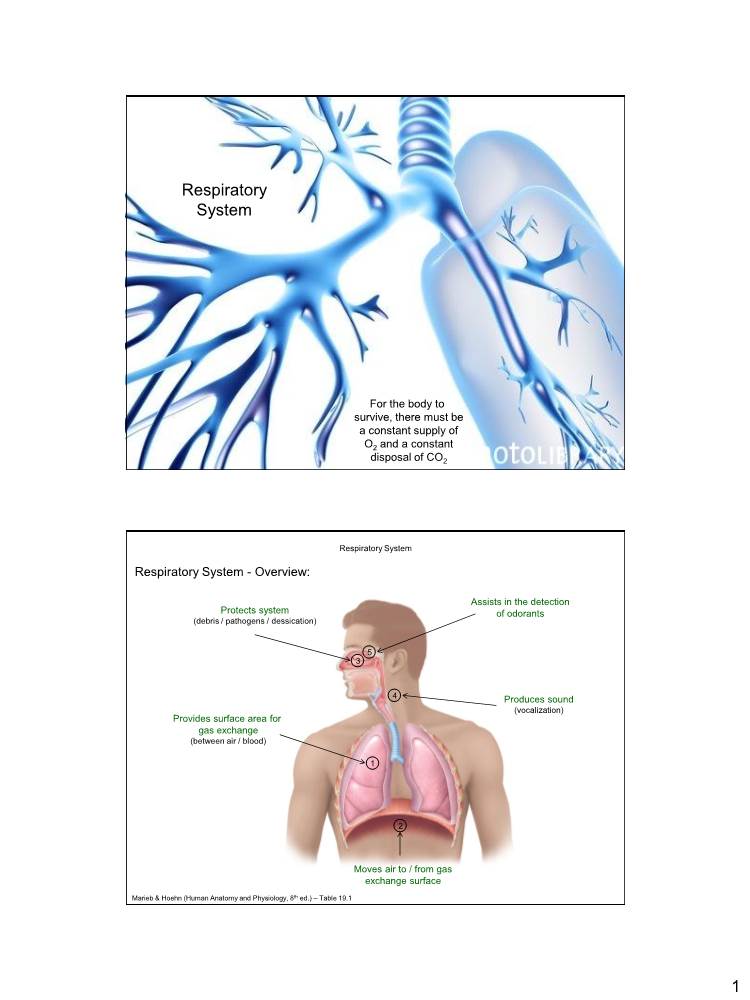 1 Respiratory System