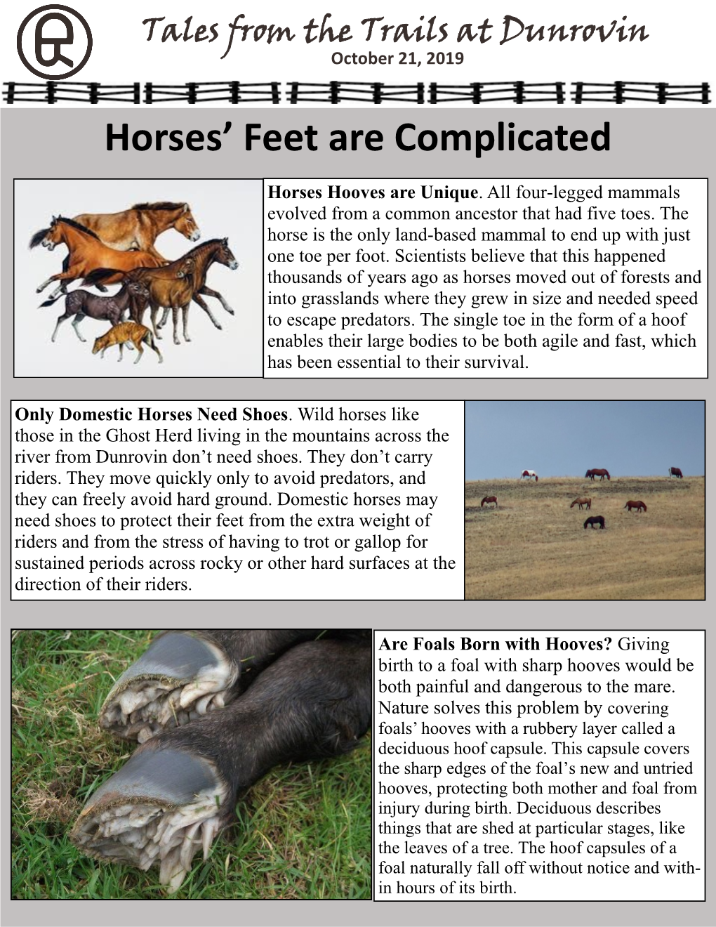 Horses' Feet Are Complicated