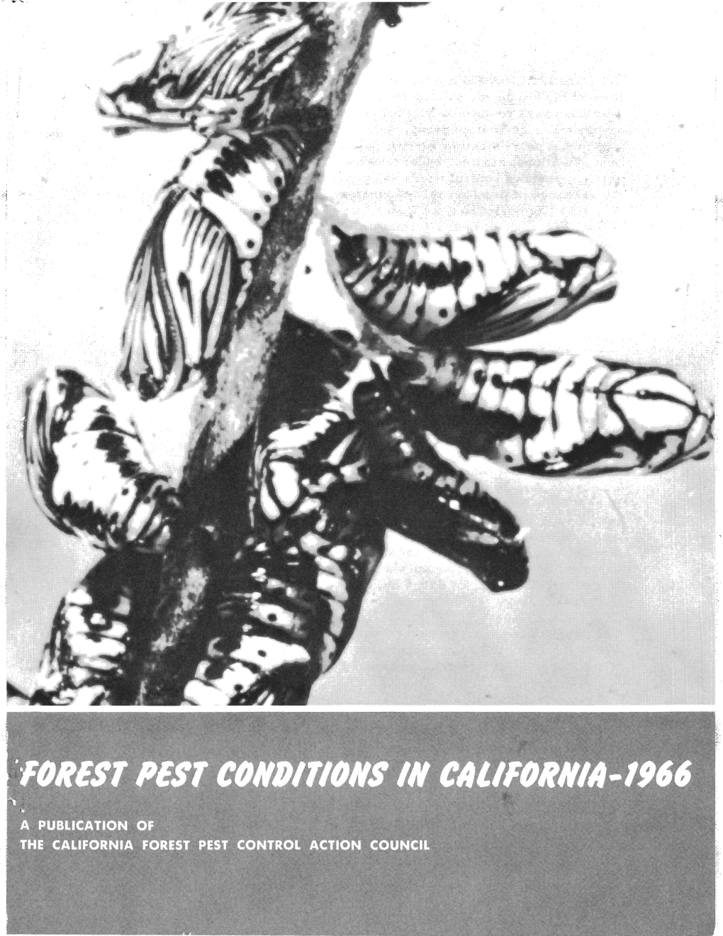 Forest Pest Conditions in California, 1966