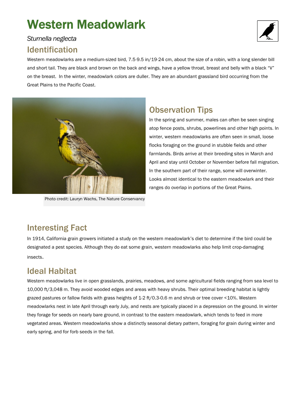 Western Meadowlark