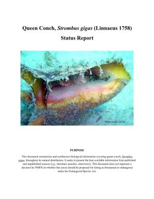 Queen Conch, Strombus Gigas (Linnaeus 1758) Status Report