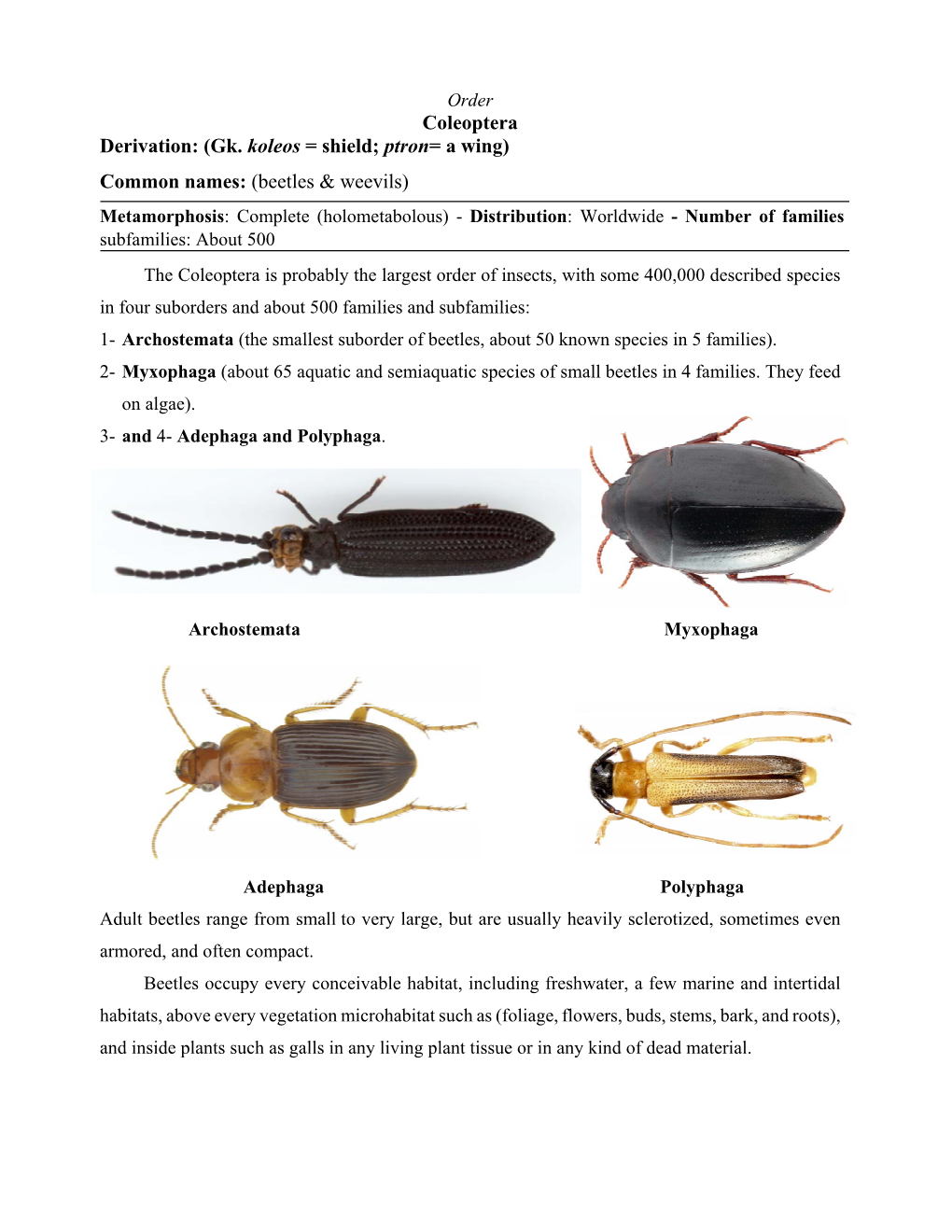 Coleoptera Derivation: (Gk. Koleos = Shield; Ptron= a Wing) Common ...