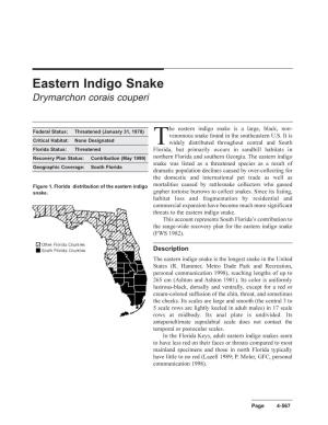 Eastern Indigo Snake Drymarchon Corais Couperi