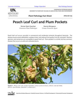 Peach Leaf Curl and Plum Pockets Nicole Ward Gauthier Dennis Morgeson Extension Plant Pathologist County Extension Agent