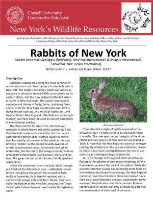 Rabbits of New York Eastern Cottontail (Sylvilagus Floridanus), New England Cottontail (Silvilagus Transitionalis), Snowshoe Hare (Lepus Americanus)