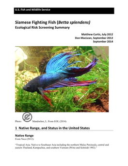 Siamese Fighting Fish (Betta Splendens) Ecological Risk Screening Summary