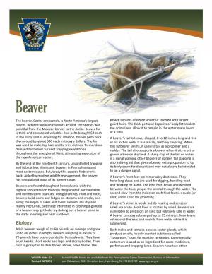 Beaver Wildlife Note