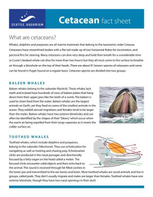 Cetacean Fact Sheet