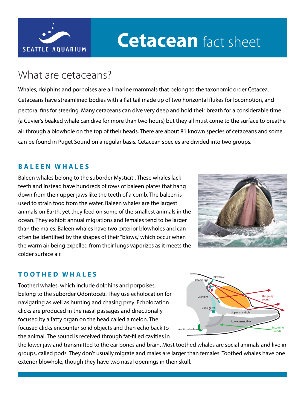 Cetacean Fact Sheet