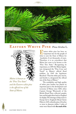 Eastern White Pine Has Been An