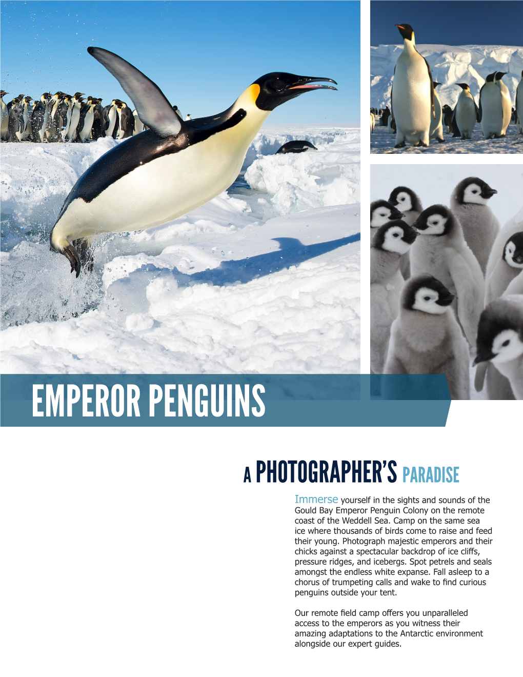 Emperor Penguins