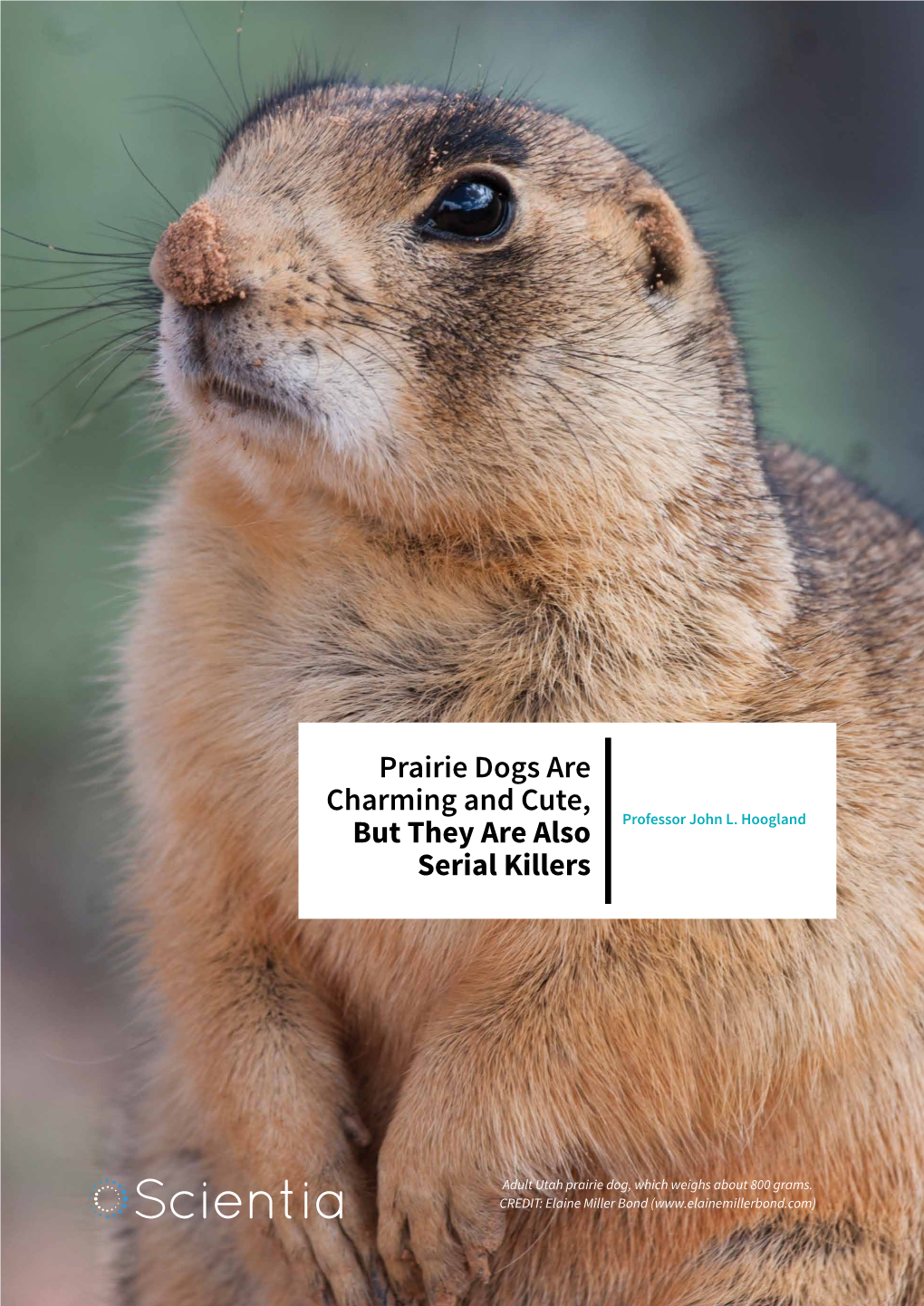 Prairie Dogs Are Charming and Cute, but They Are Also Serial Killers