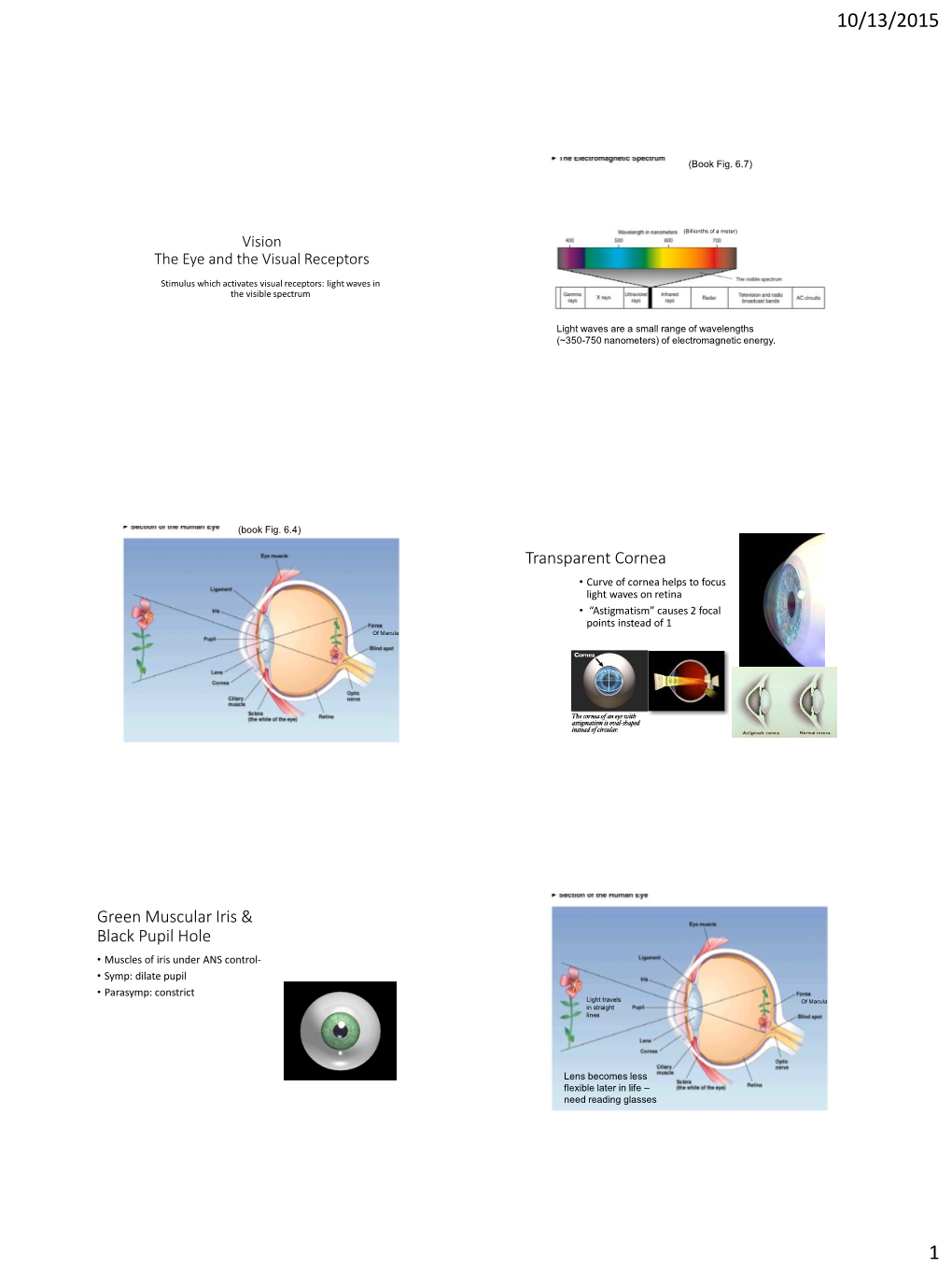 Vision the Eye and the Visual Receptors