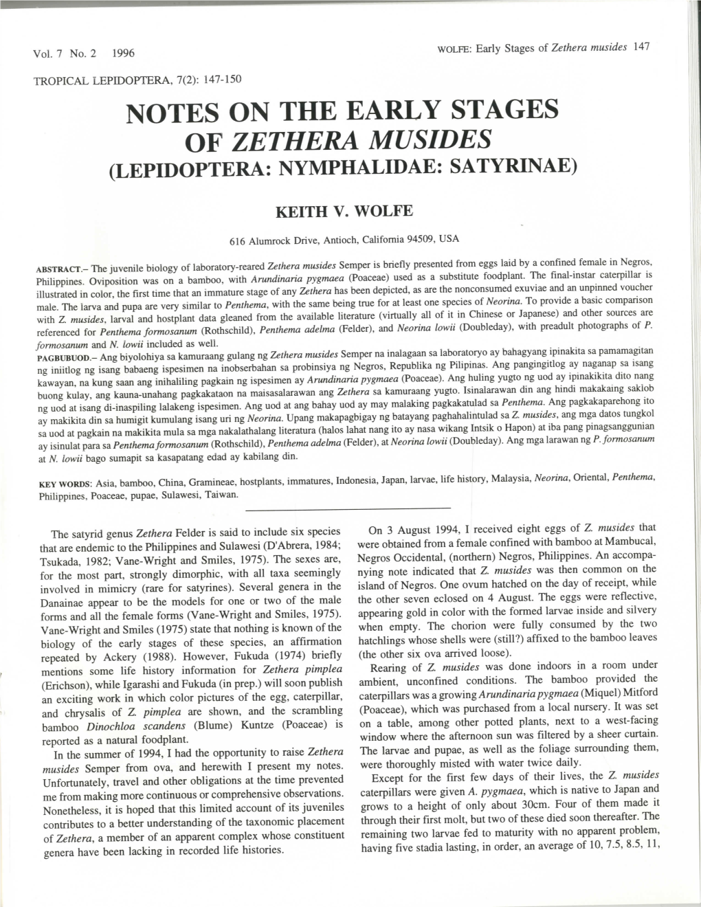 Notes on the Early Stages of Zethera Musides (Lepidoptera: Nymphalidae: Satyrinae)