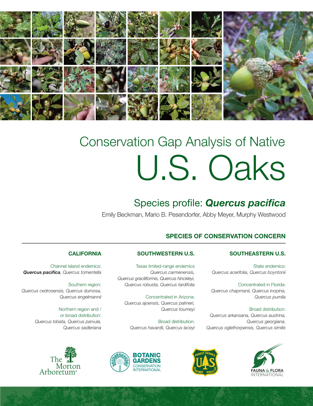 Species Profile: Quercus Pacifica