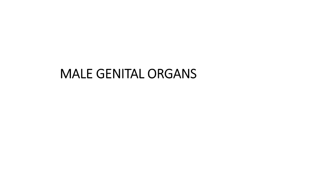 MALE GENITAL ORGANS Internal Genital Organs: Testis Epididymis Ductus Deferens Urethra Masculina Vesicula Seminalis Prostata
