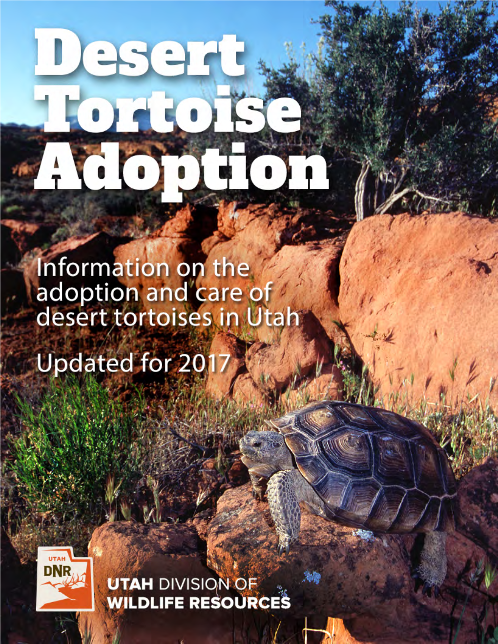 Desert Tortoises in Captivity