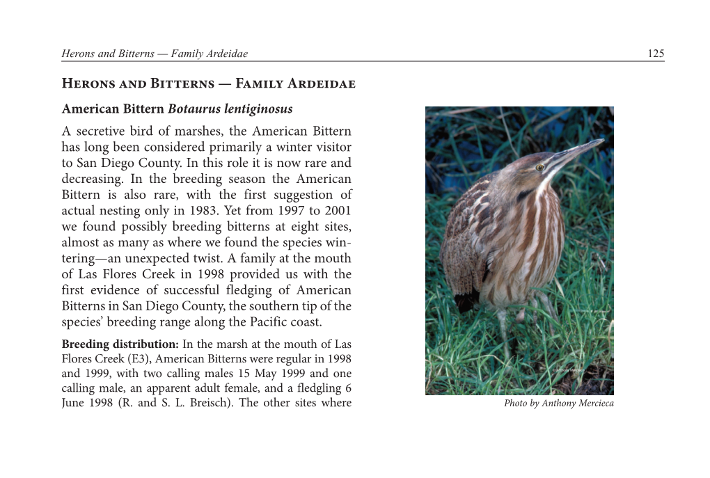 Bittern, American