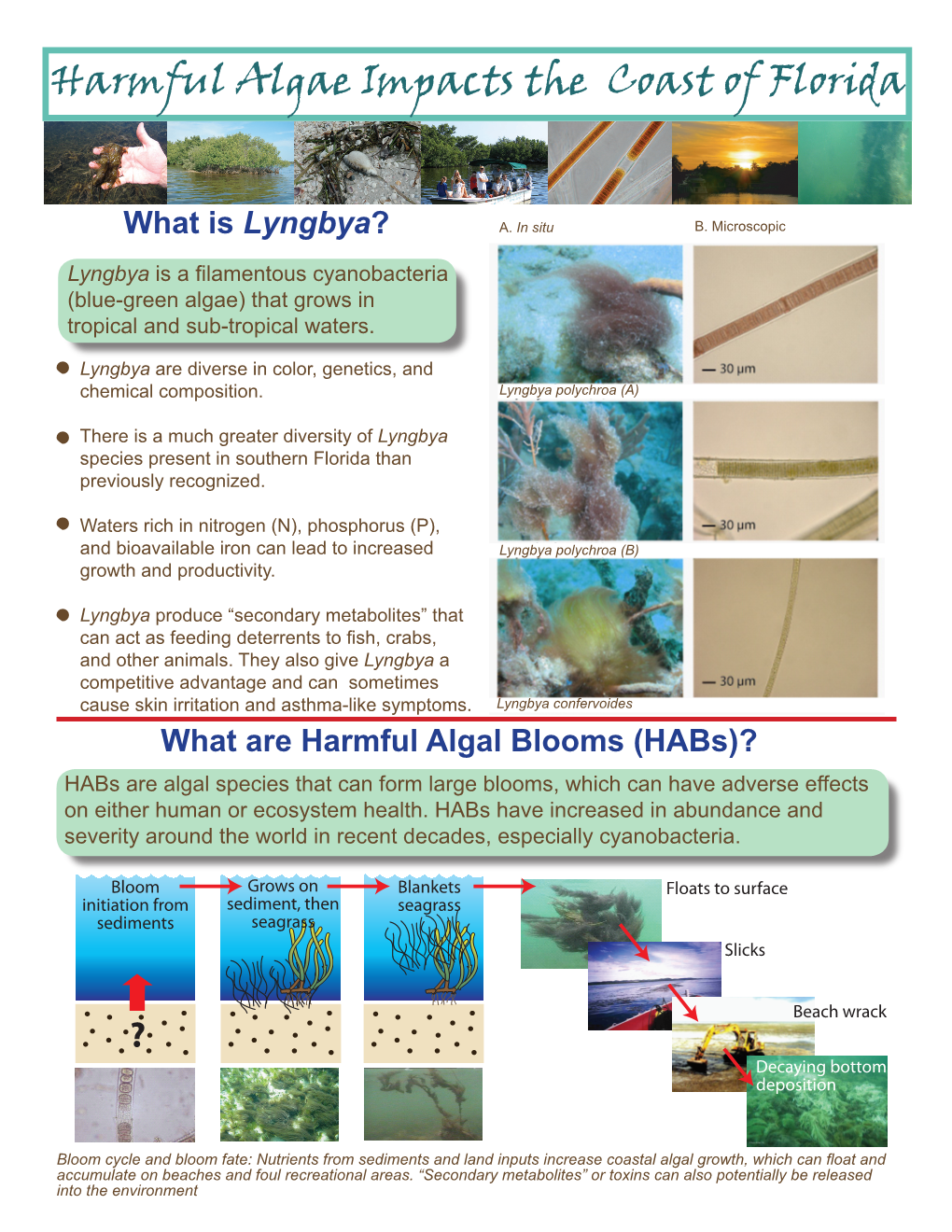 Lyngbya Fact Sheet