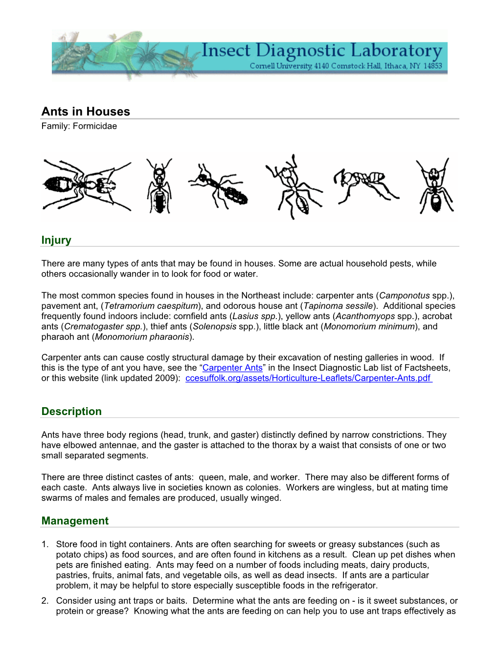 Ants in Houses Family: Formicidae